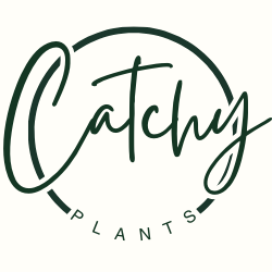 CatchyPlants | Statement groen voor elke ruimte