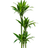 Dracaena fragrans ‘Arturo’ | 143 cm