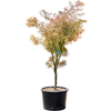 Acer palmatum linearilobum | 170 cm