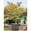 Acer palmatum linearilobum | 305 cm