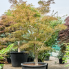 Acer palmatum linearilobum | 305 cm