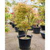 Acer palmatum linearilobum | 225 cm