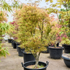 Acer palmatum linearilobum | 225 cm