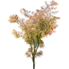 Acer palmatum linearilobum | 170 cm