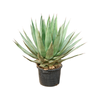 Agave triangularis | 105 cm