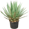 Agave triangularis | 105 cm