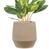 Aglaonema ‘Key Lime’