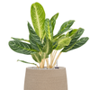 Aglaonema ‘Key Lime’