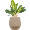Aglaonema ‘Key Lime’
