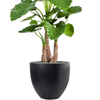 Alocasia calidora | 156 cm