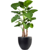 Alocasia calidora | 156 cm