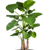 Alocasia calidora | 156 cm