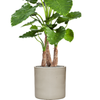 Alocasia calidora | 153 cm