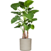 Alocasia calidora | 153 cm