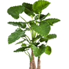 Alocasia calidora | 153 cm