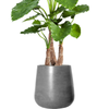 Alocasia calidora | 159 cm