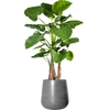Alocasia calidora | 159 cm