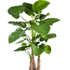 Alocasia calidora | 159 cm