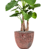 Alocasia calidora | 155 cm