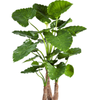 Alocasia calidora | 155 cm