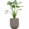 Alocasia cucullata | 87 cm