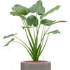 Alocasia cucullata | 87 cm