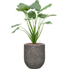 Alocasia cucullata | 87 cm