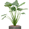 Alocasia cucullata | 87 cm