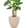 Alocasia calidora |