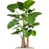 Alocasia calidora |