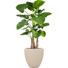 Alocasia calidora |