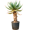 Aloe marlothii | 185 cm