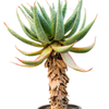 Aloe marlothii | 185 cm