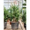 Aloe ‘Red Safari’ | 190 cm