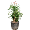 Aloe ‘Red Safari’ | 190 cm