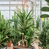 Aloe ‘Red Safari’ | 190 cm