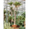 Aloe bainesii | 445 cm