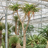 Aloe bainesii | 445 cm