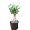 Aloe Caesia | 115 cm
