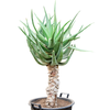 Aloe Caesia | 115 cm