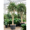Aloe tongaensis ‘Medusa’ | 335 cm