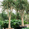 Aloe tongaensis ‘Medusa’ | 335 cm