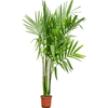 Areca catechu Dwarf | 215 cm