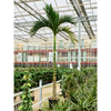 Areca catechu Dwarf | 420 cm