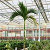 Areca catechu Dwarf | 420 cm