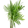 Areca catechu Dwarf | 215 cm