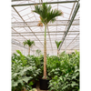 Areca catechu Dwarf - 555cm