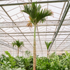 Areca catechu Dwarf - 555cm