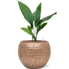 Aspidistra elatior | 71 cm