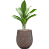 Aspidistra elatior | 98 cm